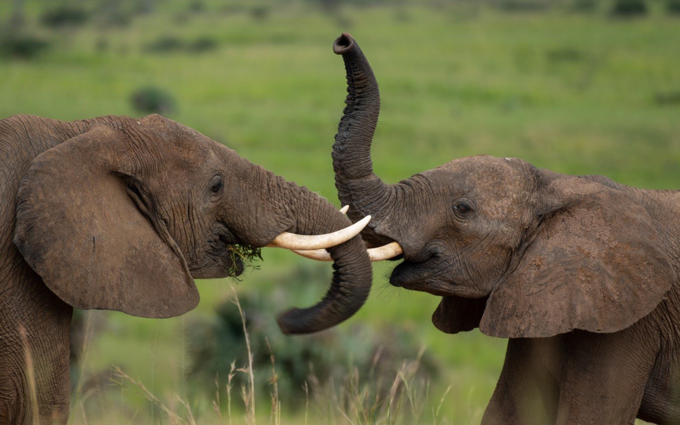 Murchison Falls Biodiversity Survey